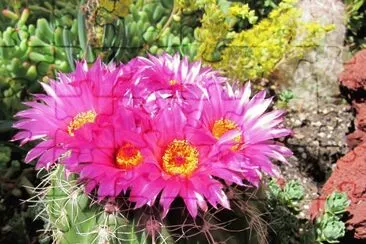 flores