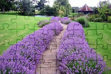 Lavender Lined Walkway jigsaw puzzle