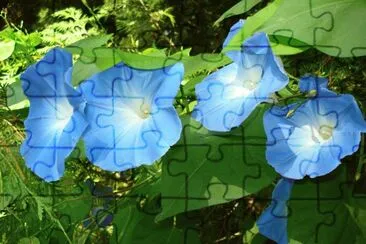 Morning Glory jigsaw puzzle