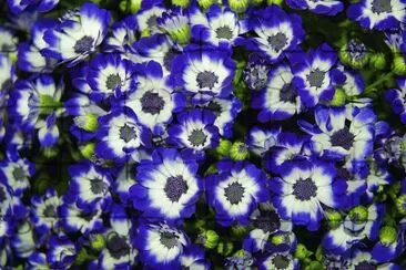 Vibrant Purple Flowers jigsaw puzzle