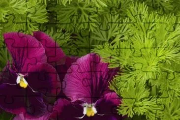 flores