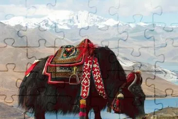 Tibet yak