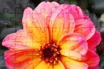 IMAGEN jigsaw puzzle