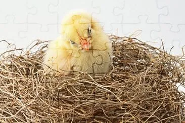 El pollito pio jigsaw puzzle