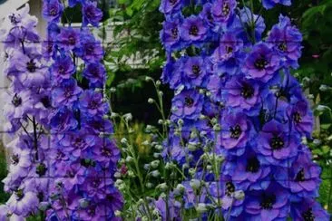 Garden Delphiniums jigsaw puzzle
