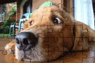 cÃ£o