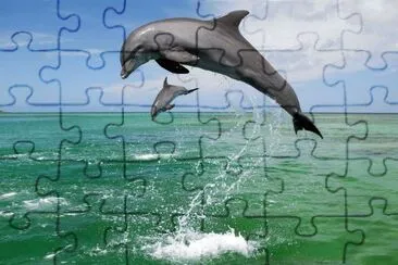 golfinhos jigsaw puzzle