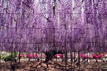 Wisteria Garden jigsaw puzzle