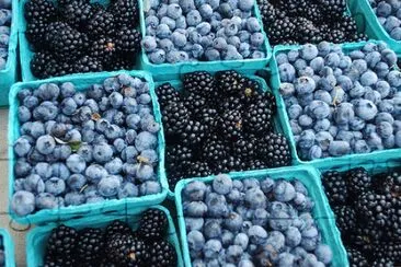 Farm Fresh Black and Blueberries jigsaw puzzle