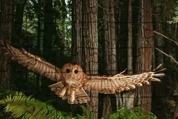 Owl in the Redwood Forest jigsaw puzzle