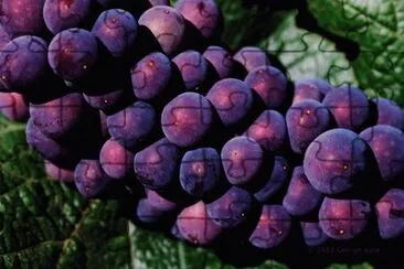 Pinot Noir Grapes-Sonoma Valley jigsaw puzzle