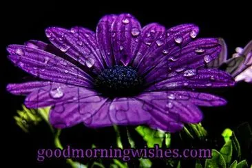 Good Morning Daisy jigsaw puzzle