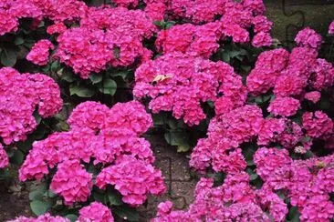HortÃ¨nsies jigsaw puzzle