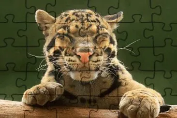 . jigsaw puzzle