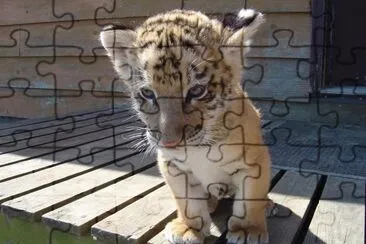 פאזל של BB tigre