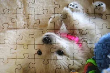 Cachorrito
