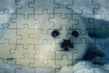 פאזל של foca