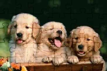 Cachorritos