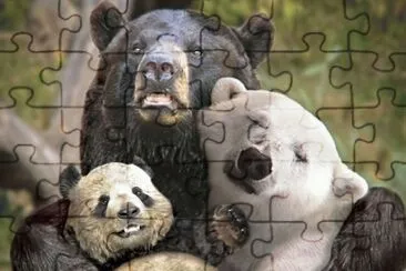 Familia de osos