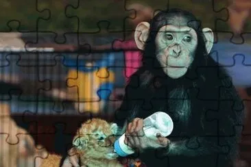 mamÃ¡ chimpancÃ©