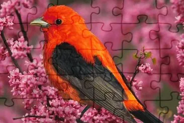 Pajaro rojo jigsaw puzzle