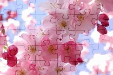Color rosa-flores