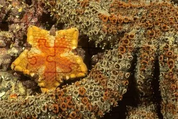 estrela jigsaw puzzle