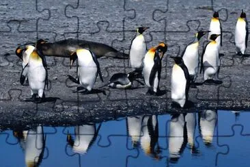 penguin-papel de parede 5 jigsaw puzzle