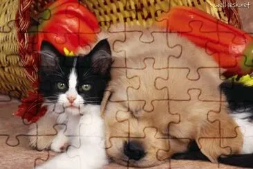 gato-e-cachorro