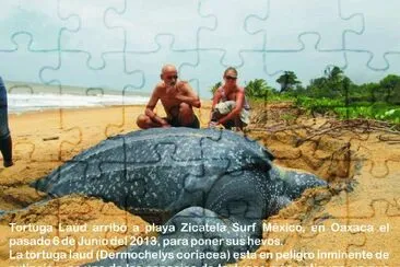 Hermosa tortuguita
