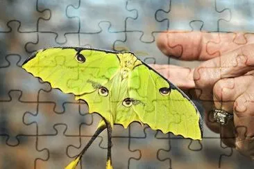 mariposa