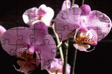 OrquÃ­dia jigsaw puzzle