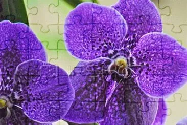 Deep Purple Orchids jigsaw puzzle