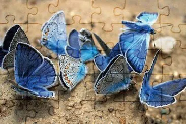 * jigsaw puzzle