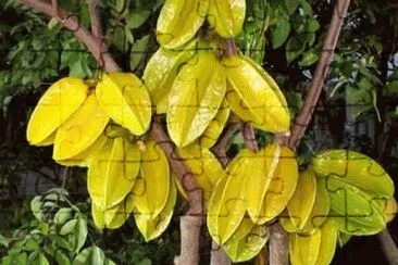 frutas