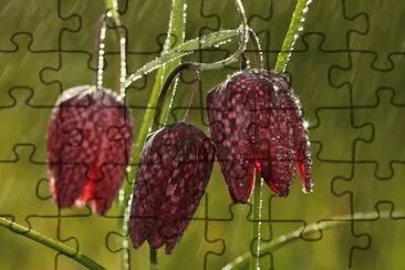 * jigsaw puzzle