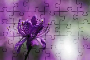 * jigsaw puzzle