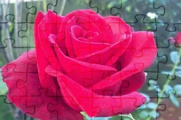 * jigsaw puzzle