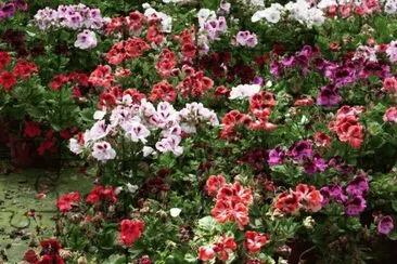 * jigsaw puzzle