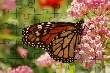 Papallona jigsaw puzzle