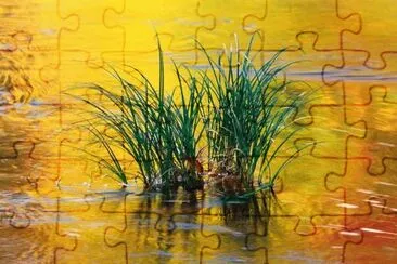 Reflections in Water