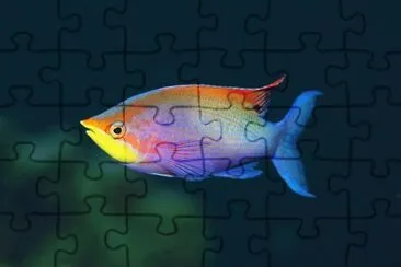 peces67