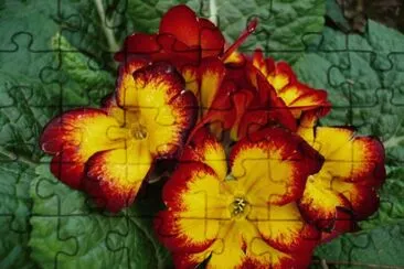 foto jigsaw puzzle