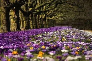Pretty Flowery Field-Singapore