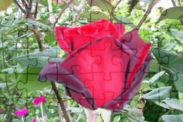 rosa