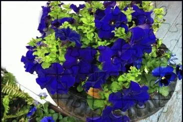 Blooming Petunias and Pansies