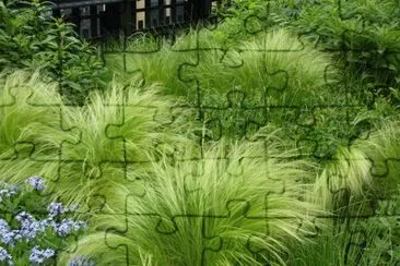 ornamental grass NYC