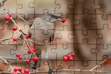 city mockingbird jigsaw puzzle