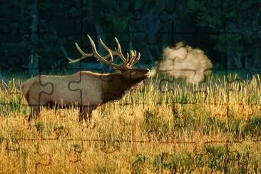 Bull Elk bugling - Yellowstone