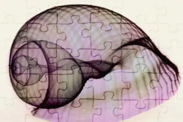 shell x-ray jigsaw puzzle
